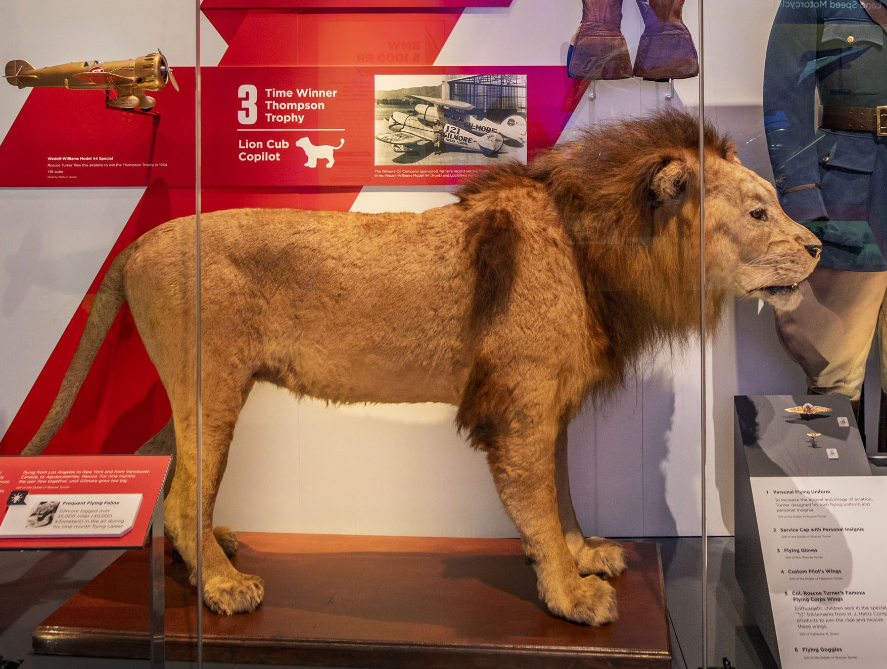 A taxidermy mount of an adult tan lion that once flew with air racer Roscoe Turner.