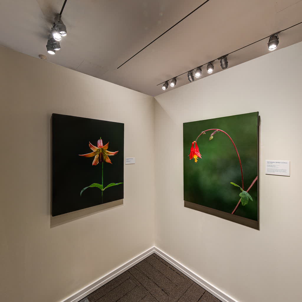 Museum gallery with botanical photography used in a spatial reconstruction study